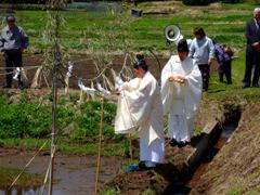 写真：新嘗祭献穀田御田植祭の様子 その1